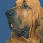 Blodhund