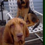Blodhund