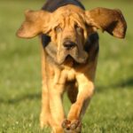 Blodhund