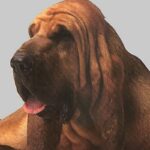 Blodhund