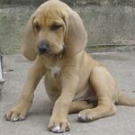 Blodhund