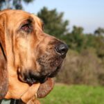 Blodhund