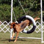 Blodhund