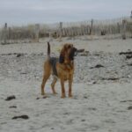 Blodhund