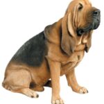 Blodhund