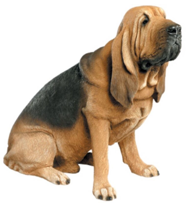 Blodhund