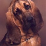 Blodhund