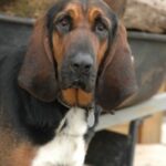 Blodhund