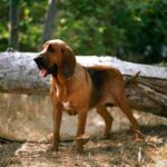 Blodhund