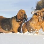Blodhund