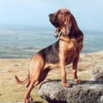 Blodhund