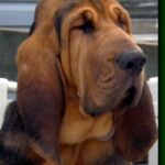 Blodhund