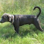 Blue Lacy