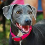 Blue Lacy