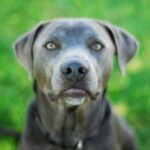 Blue Lacy