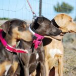 Blue Lacy