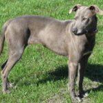 Blue Lacy