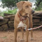 Blue Lacy