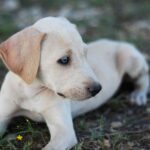 Blue Lacy