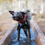 Blue Lacy