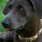 Blue Lacy