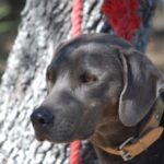 Blue Lacy