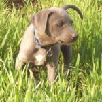 Blue Lacy