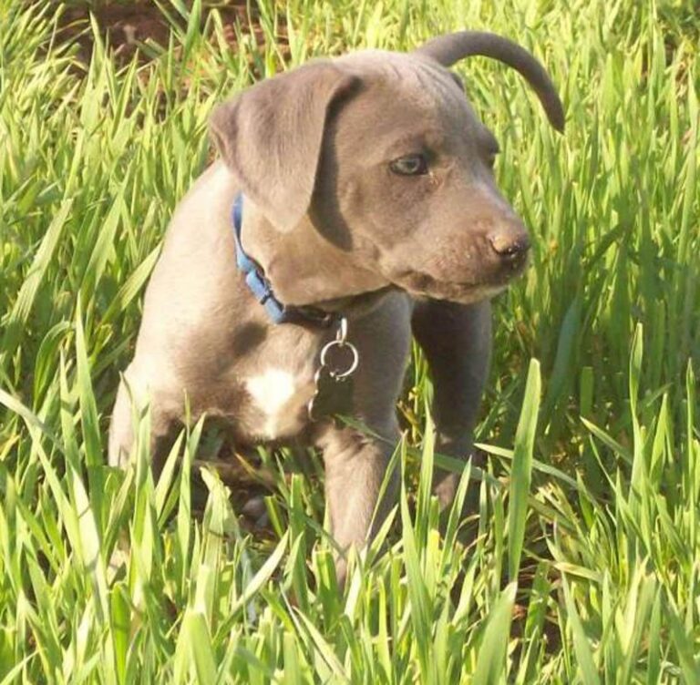 Blue Lacy