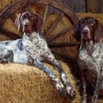 Bluetick Coonhund