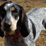 Bluetick Coonhund