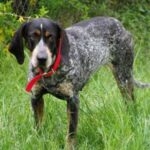 Bluetick Coonhund