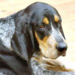 Bluetick Coonhund