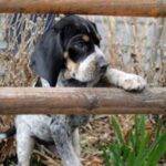 Bluetick Coonhund