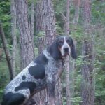 Bluetick Coonhund