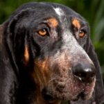 Bluetick Coonhund