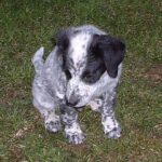 Bluetick Coonhund