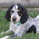 Bluetick Coonhund