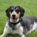 Bluetick Coonhund
