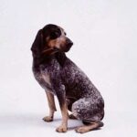 Bluetick Coonhund
