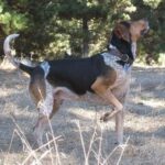 Bluetick Coonhund