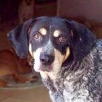 Bluetick Coonhund