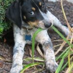 Bluetick Coonhund