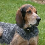 Bluetick Coonhund