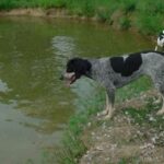 Bluetick Coonhund