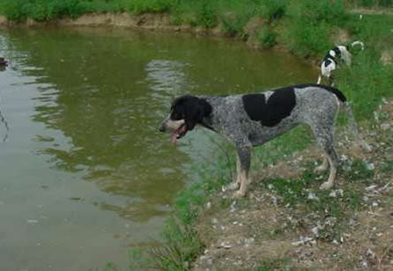 Bluetick Coonhund