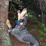 Bluetick Coonhund