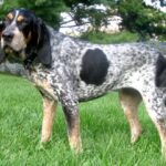 Bluetick Coonhund