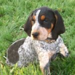 Bluetick Coonhund