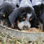 Bluetick Coonhund