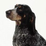 Bluetick Coonhund